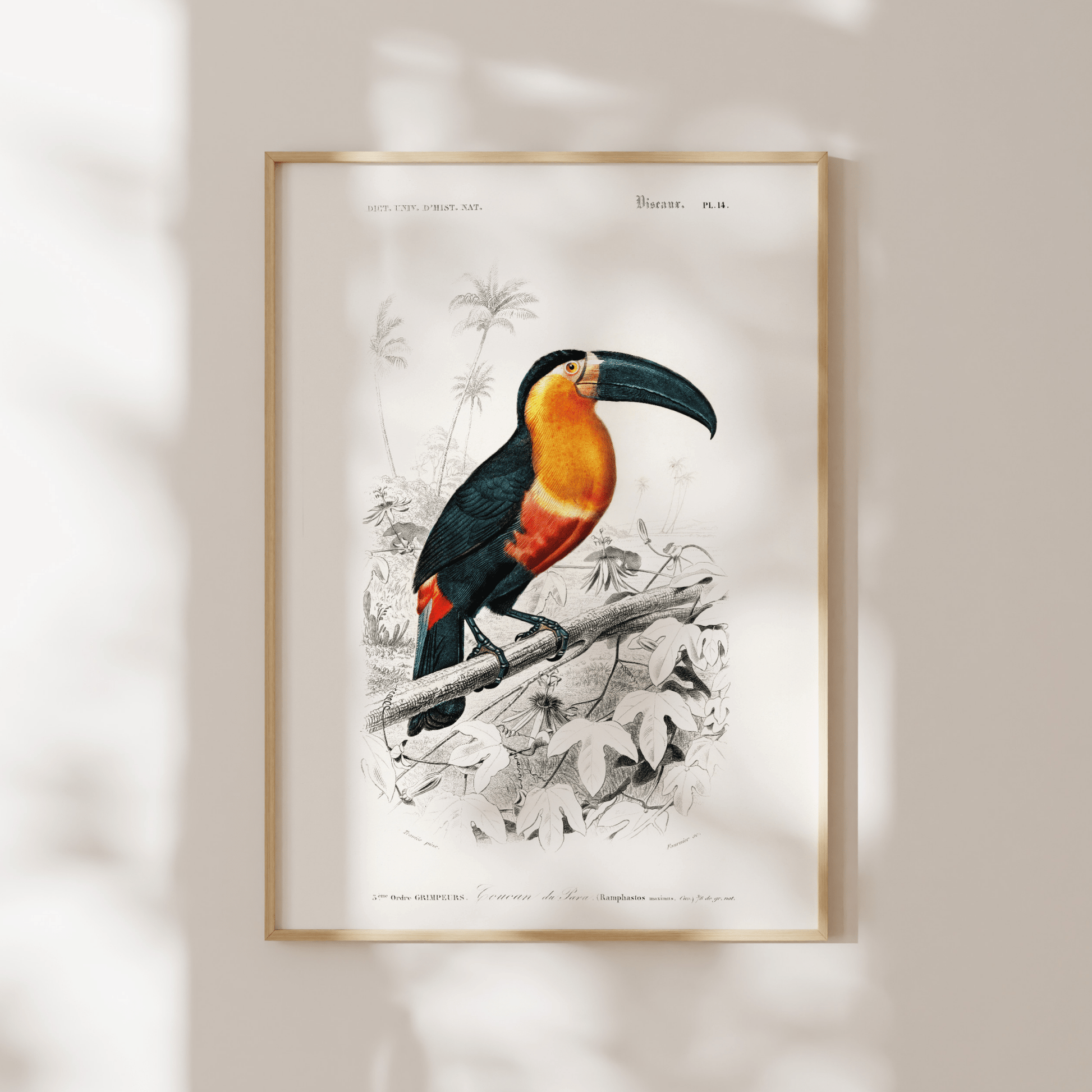 Toucan (Animal Illustration from ‘Dictionnaire Universel D'histoire Naturelle’) - Pathos Studio - Art Prints