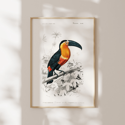 Toucan (Animal Illustration from ‘Dictionnaire Universel D'histoire Naturelle’) - Pathos Studio - Art Prints