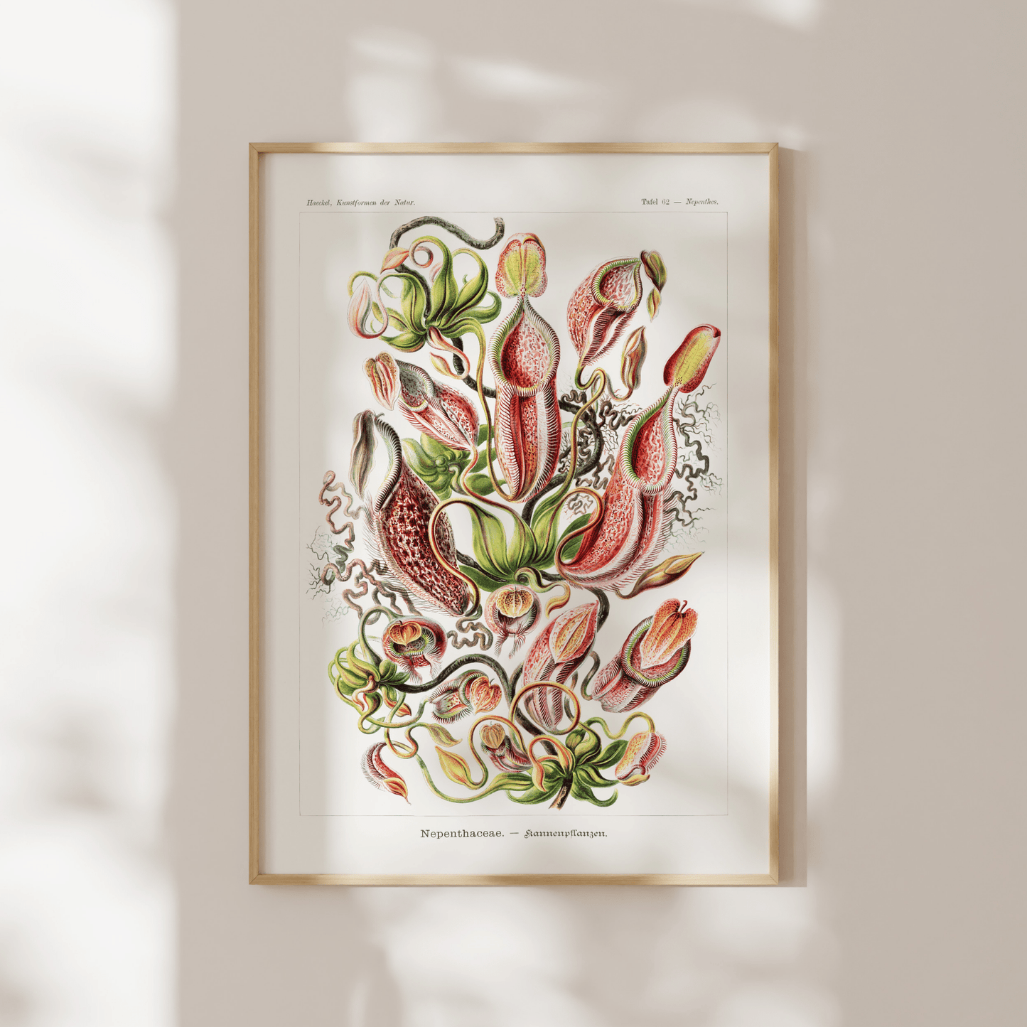 Tropical Pitcher Plants (Nepenthaceae) - Pathos Studio - Art Prints