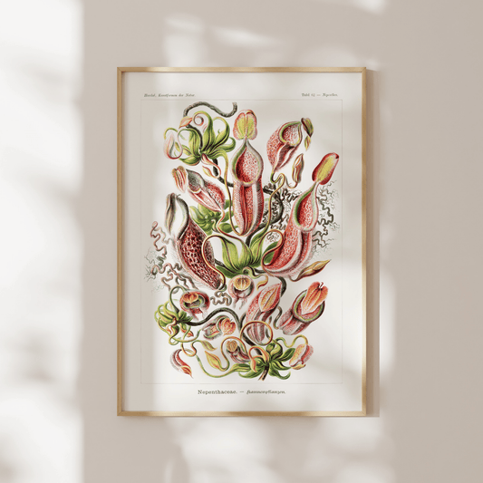 Tropical Pitcher Plants (Nepenthaceae) - Pathos Studio - Art Prints