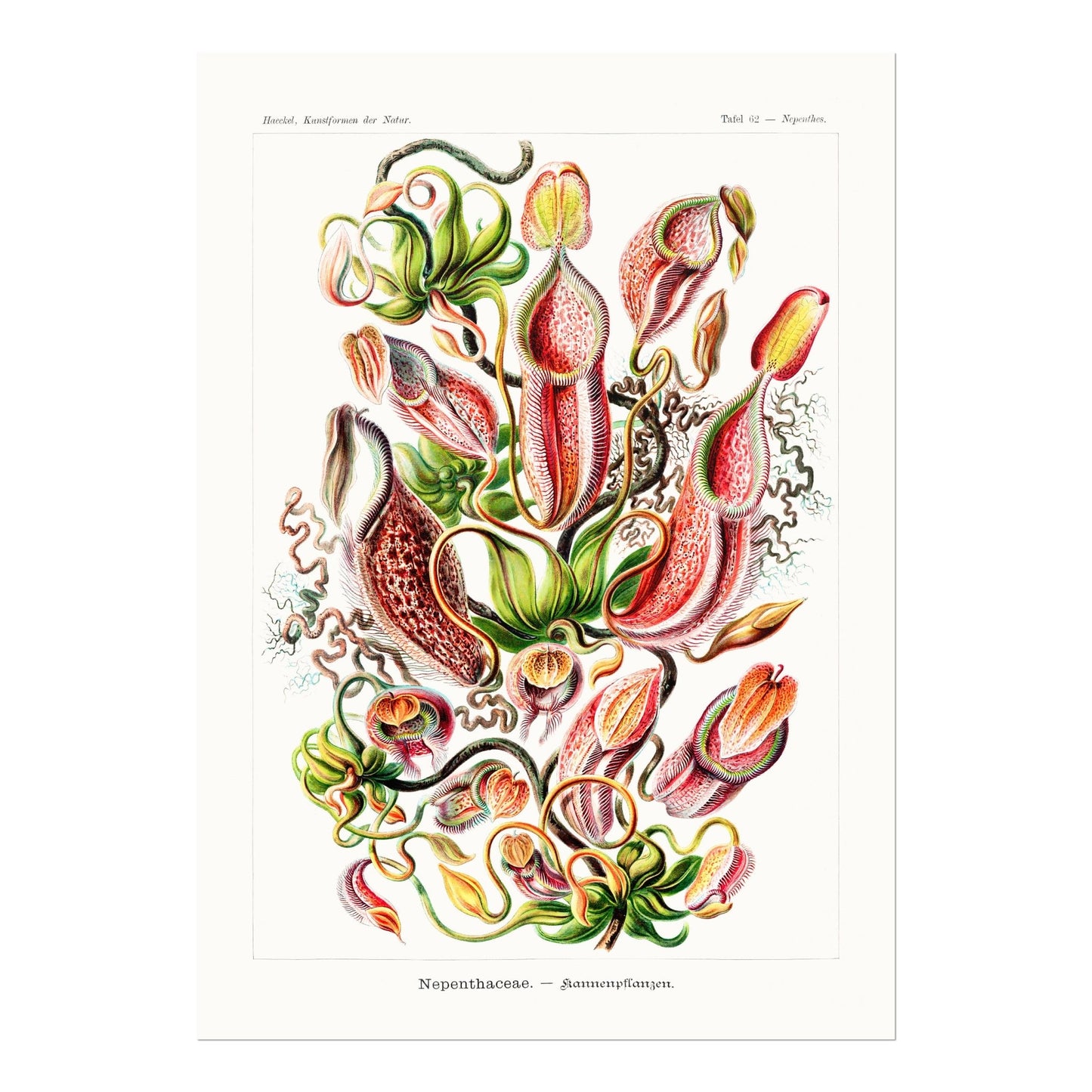 Tropical Pitcher Plants (Nepenthaceae) - Pathos Studio - Art Prints