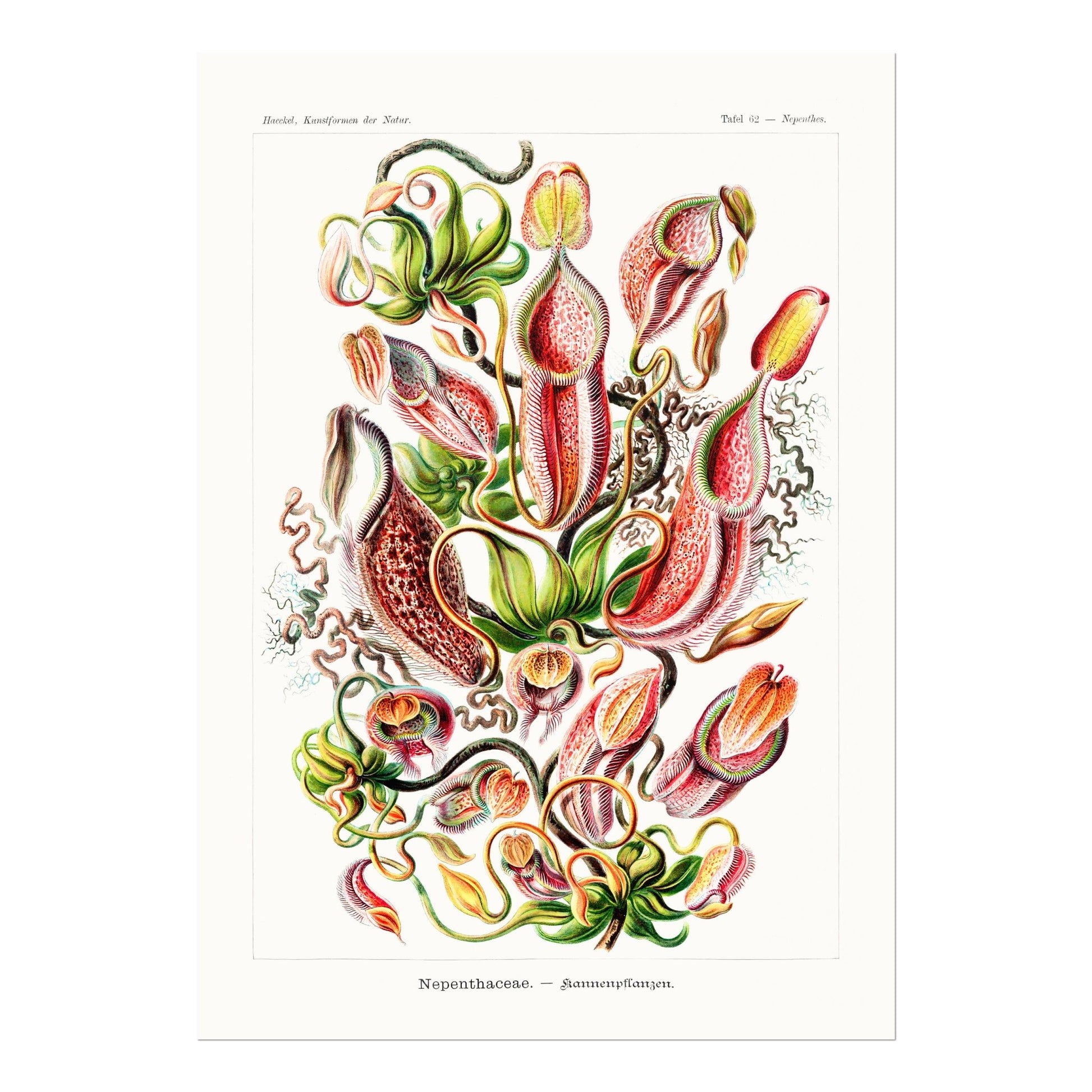 Tropical Pitcher Plants (Nepenthaceae) - Pathos Studio - Art Prints