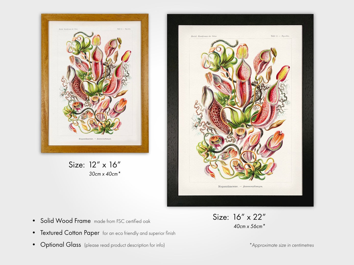 Tropical Pitcher Plants (Nepenthaceae) - Pathos Studio - Art Prints