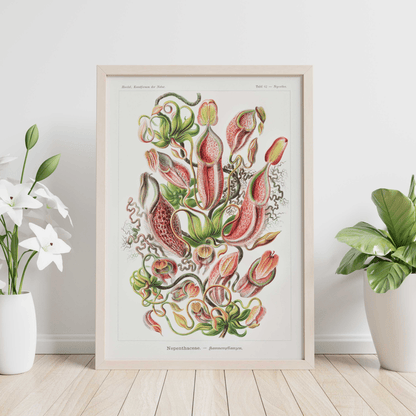 Tropical Pitcher Plants (Nepenthaceae) - Pathos Studio - Art Prints