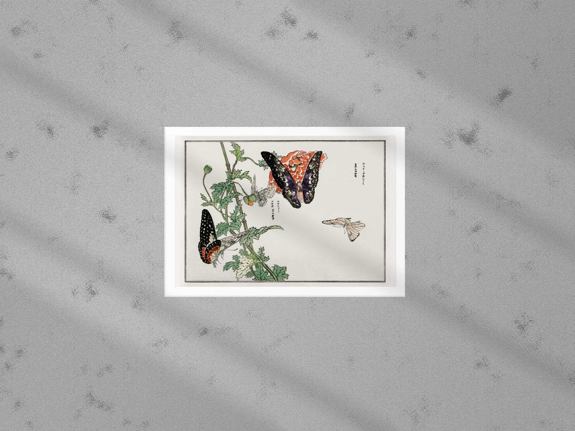 Schmetterlinge und Pflanzenillustration
