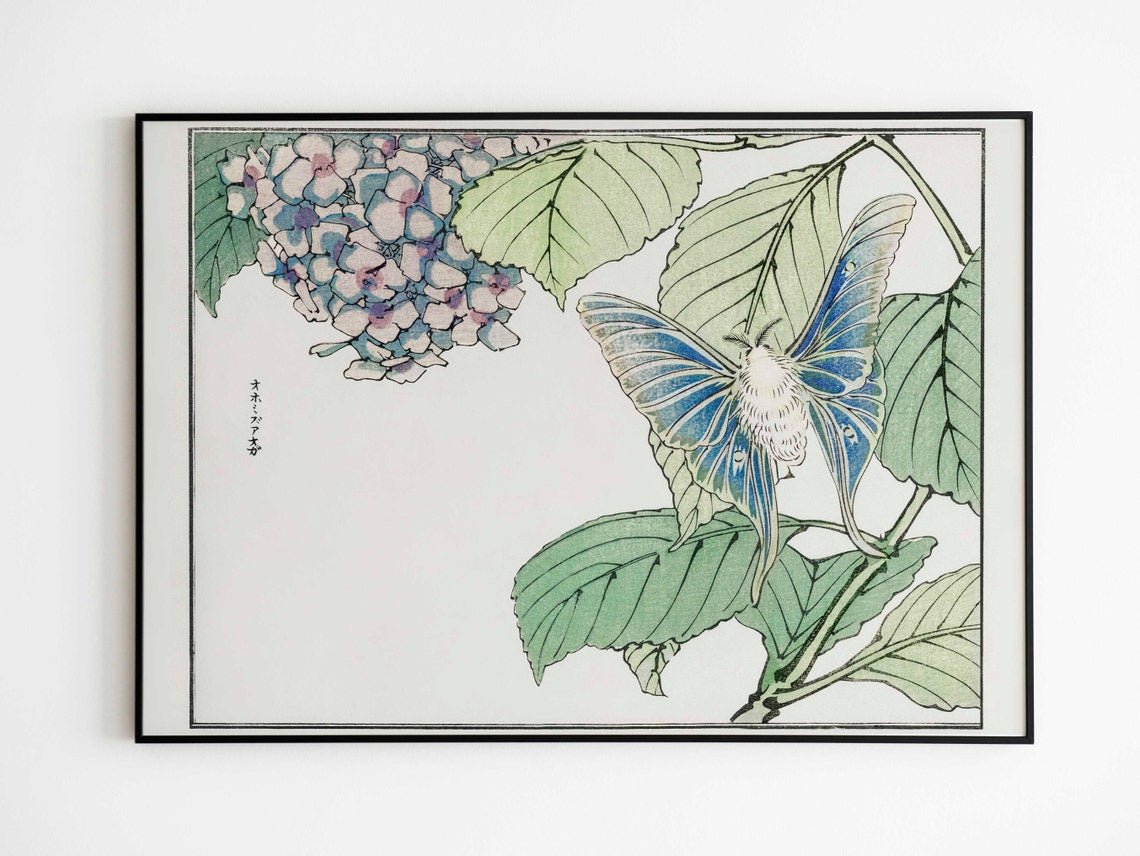 Illustration d'un papillon et d'une plante