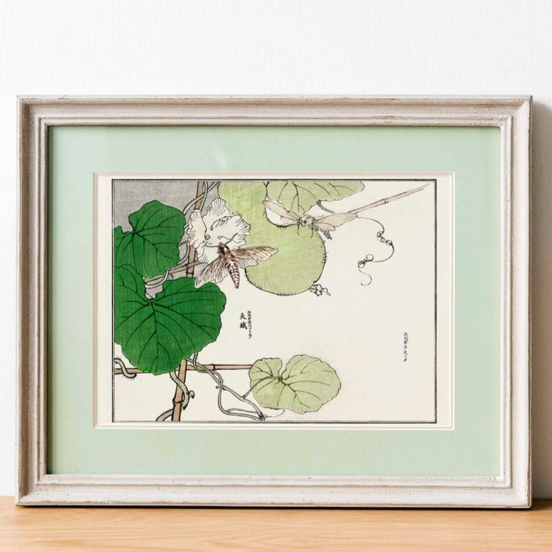 Moth Illustration