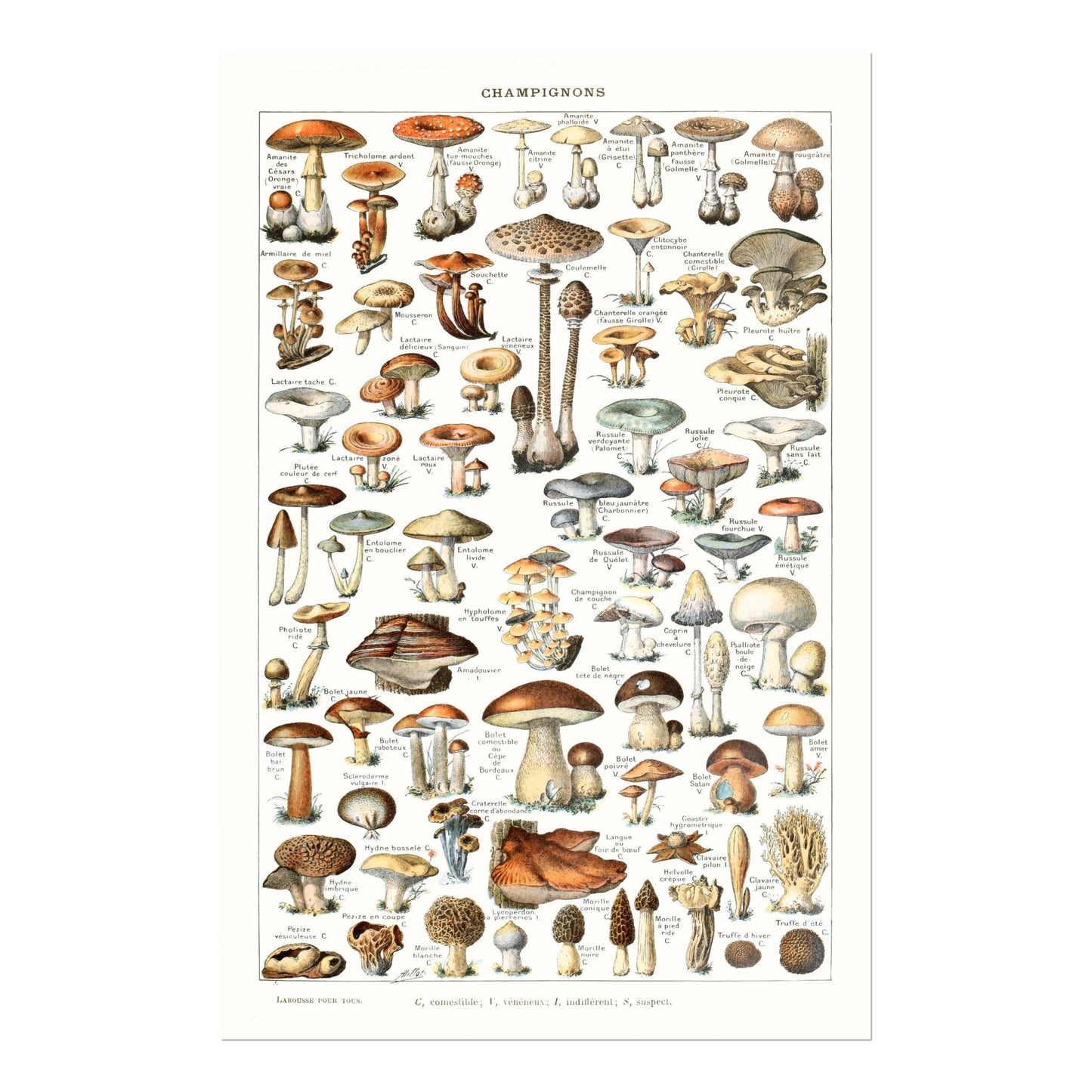 Champignons (Pilze)