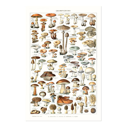 Champignons (Pilze)