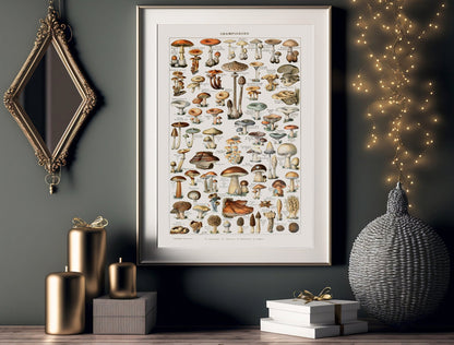 Champignons (Pilze)
