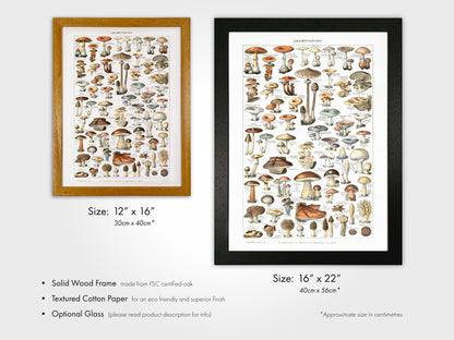Champignons (Pilze)