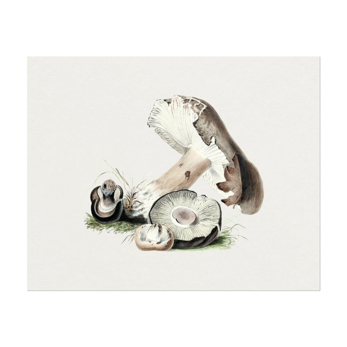 Agaricus Augustus Pilz (Vintage Illustration aus „Biodiversity Heritage Library“)