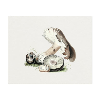 Agaricus Augustus Pilz (Vintage Illustration aus „Biodiversity Heritage Library“)