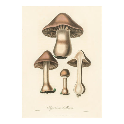 Agaricus Bulbosus Pilz (Vintage Illustration aus „Medical Botany“)