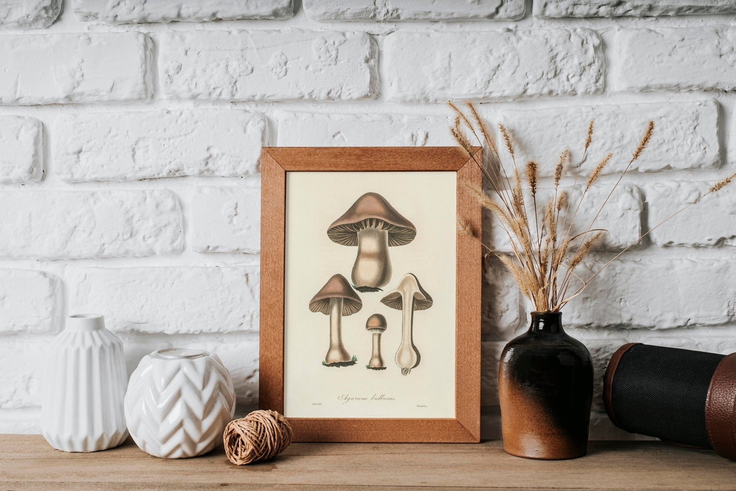 Agaricus Bulbosus Pilz (Vintage Illustration aus „Medical Botany“)