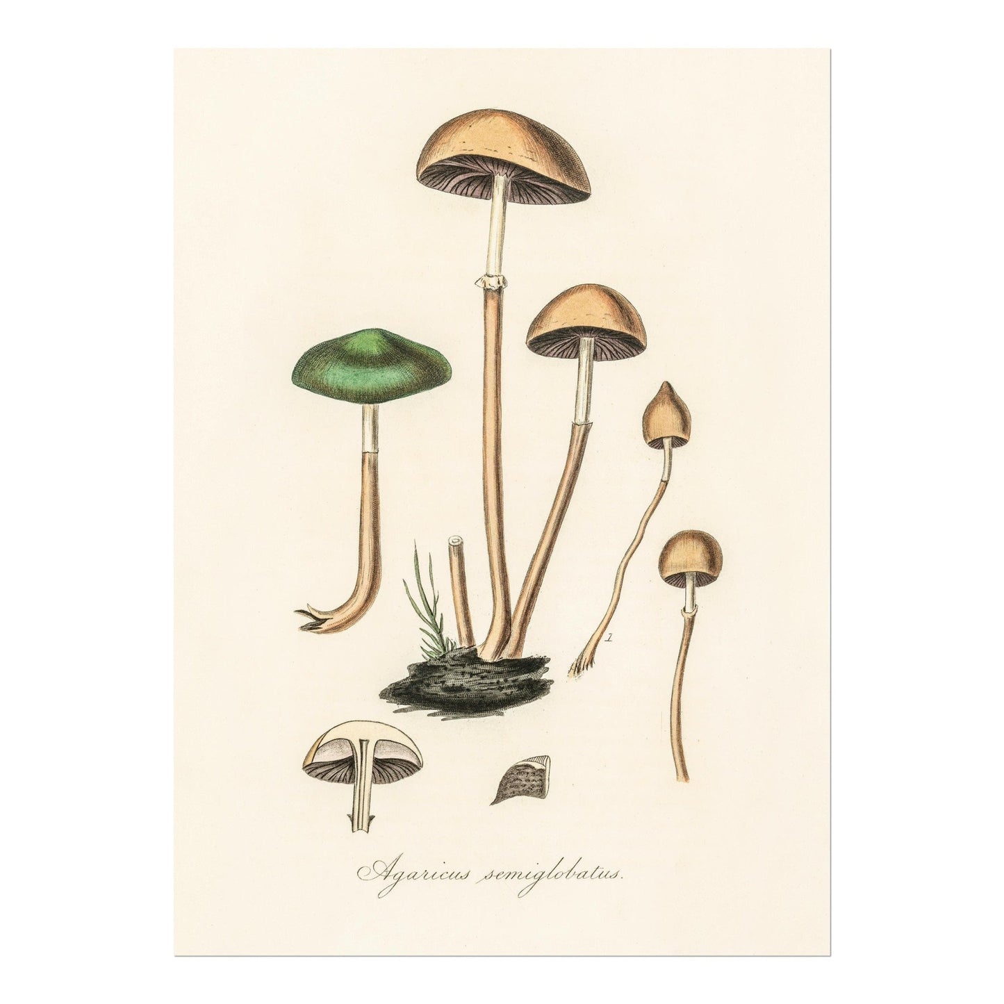 Agaricus Semiglobatus Mushroom (Vintage Illustration from 'Medical Botany')