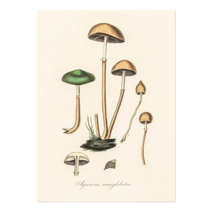 Agaricus Semiglobatus Mushroom (Vintage Illustration from 'Medical Botany')