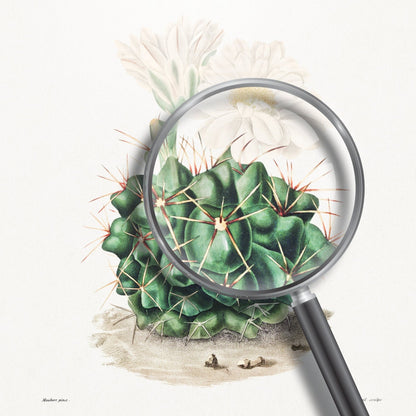Black Chin Cactus