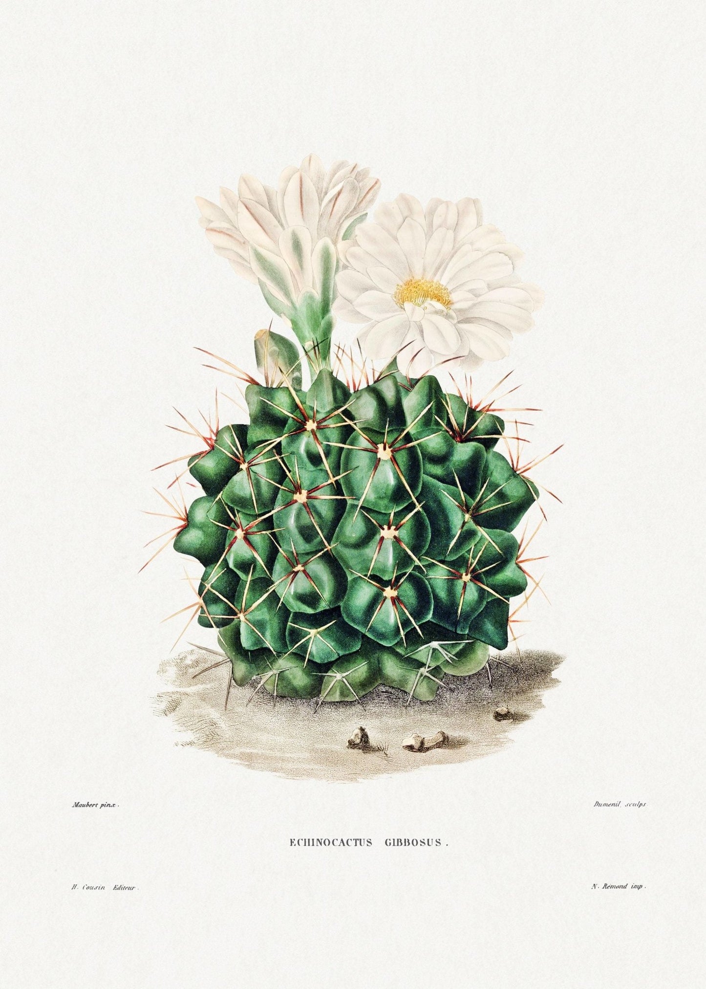 Black Chin Cactus
