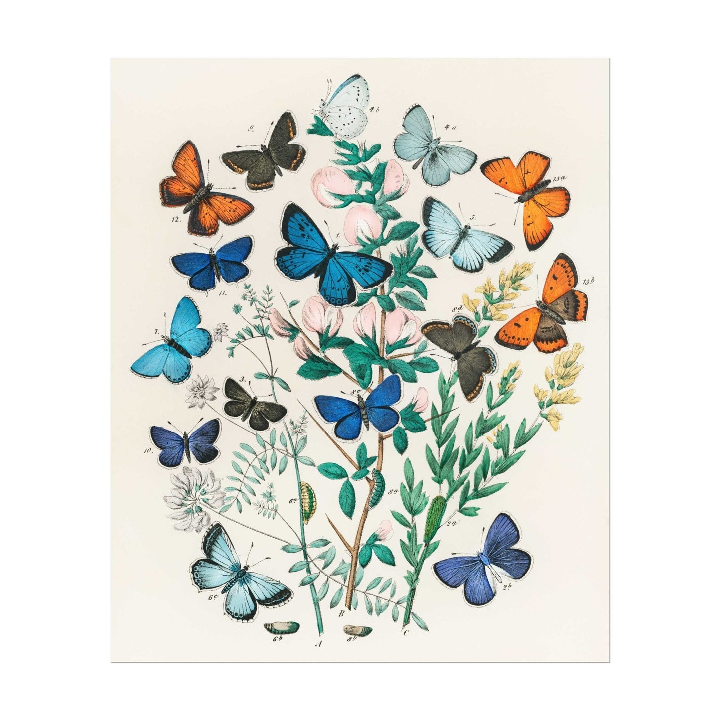 Illustration from 'European Butterflies & Moths'