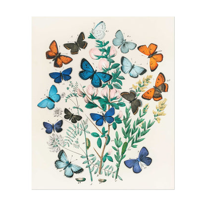 Illustration from 'European Butterflies & Moths'