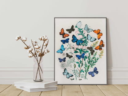 Illustration from 'European Butterflies & Moths'