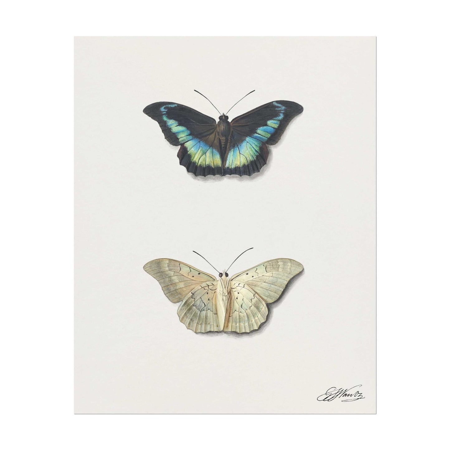 Top & Bottom View of a Butterfly