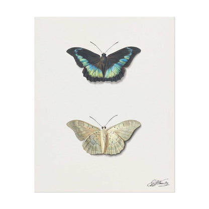 Top & Bottom View of a Butterfly