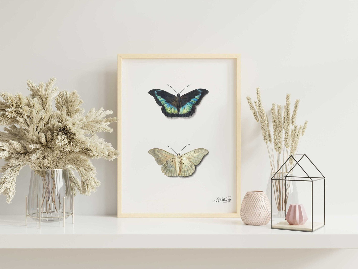 Top & Bottom View of a Butterfly