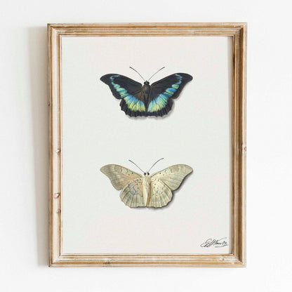 Top & Bottom View of a Butterfly