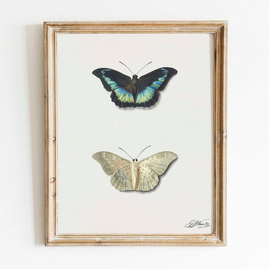 Vue de dessus et de dessous d'un papillon