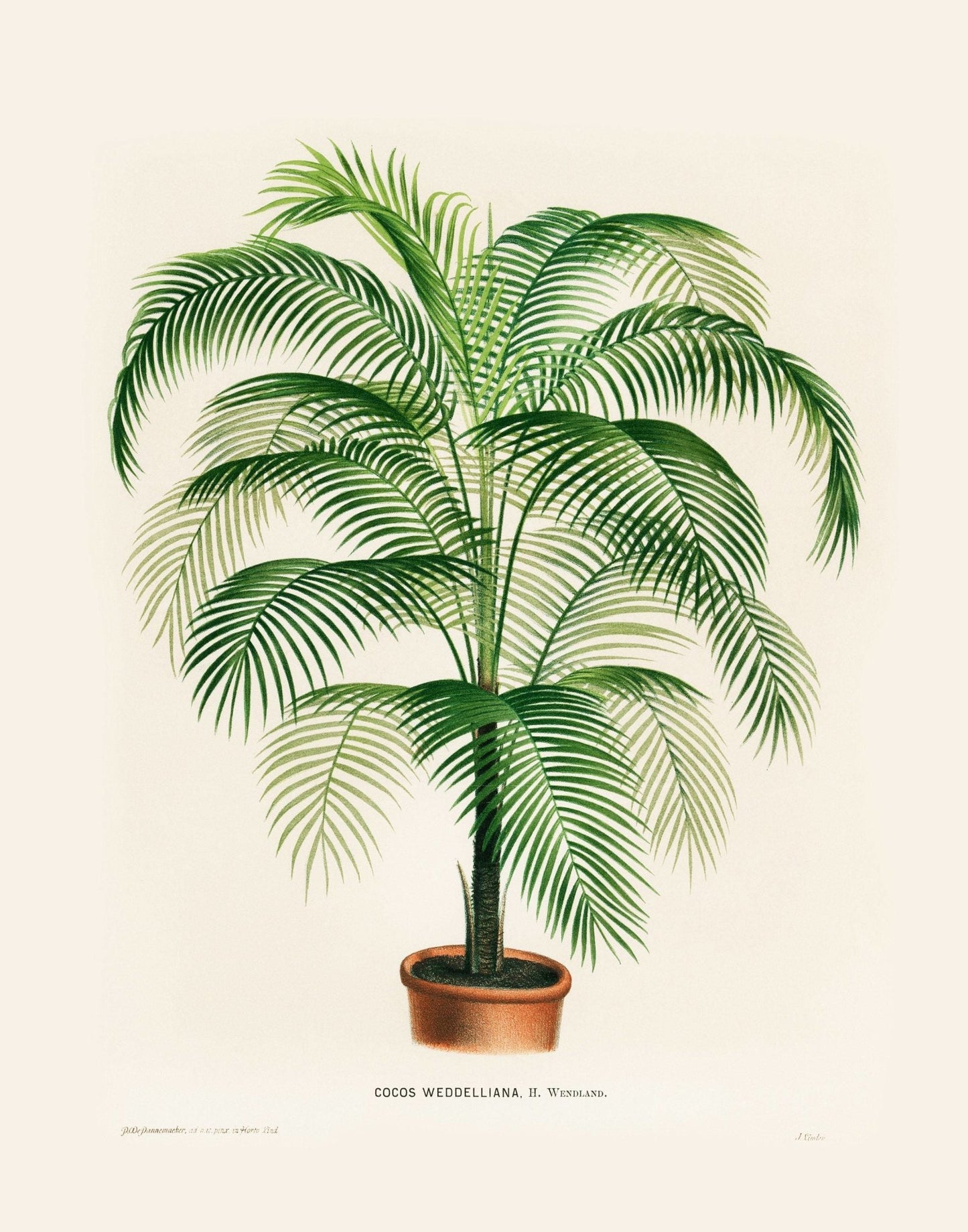 Cocos Weddelliana (Botanische Lithographie)