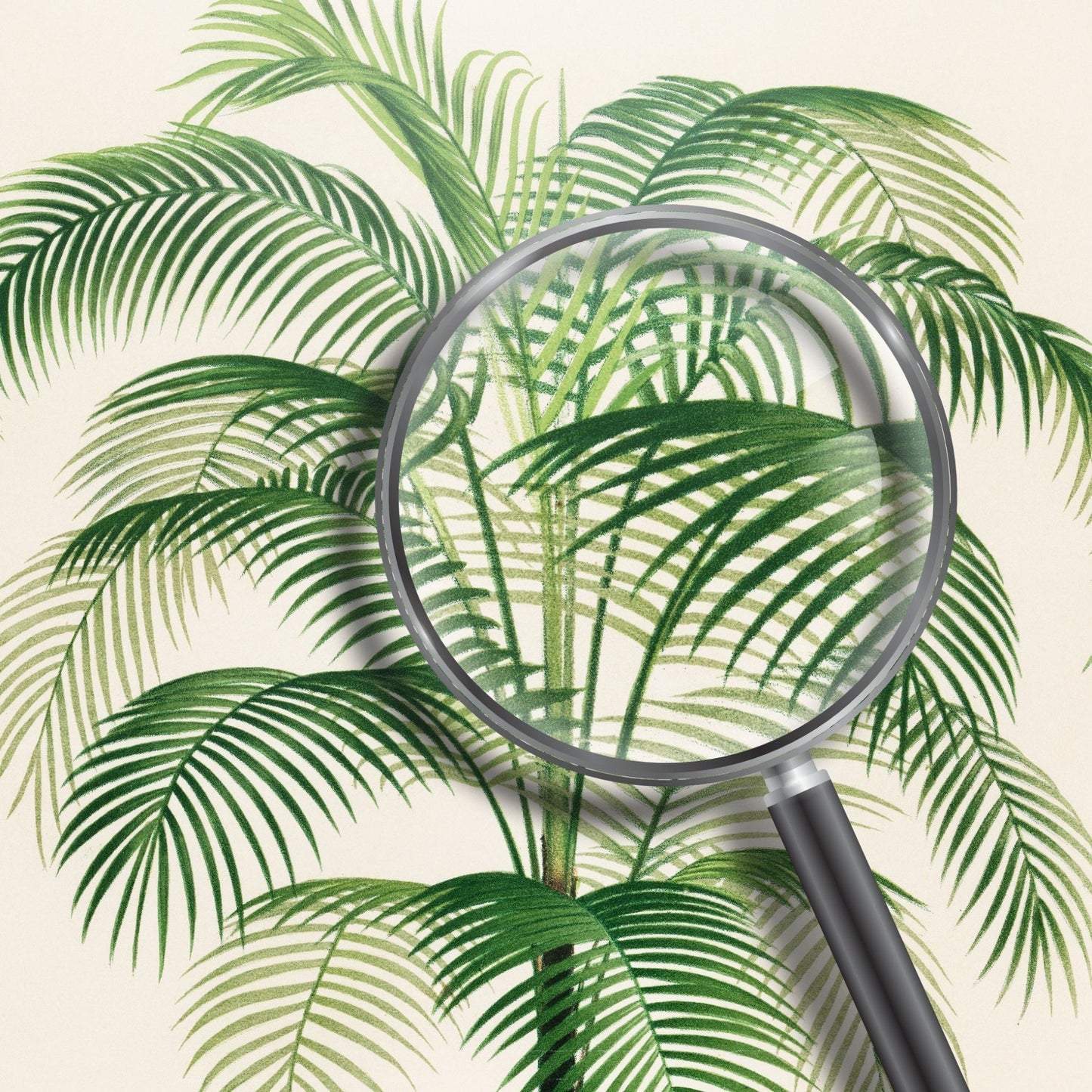 Cocos Weddelliana (Botanische Lithographie)