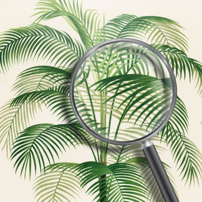 Cocos Weddelliana (Botanische Lithographie)