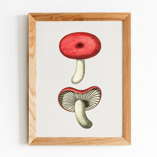 Cortinarius Purpureus Pilz (Vintage Illustration aus „Biodiversity Heritage Library“)