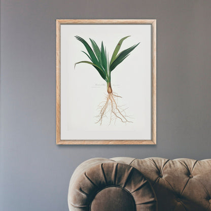 Date Palm Tree