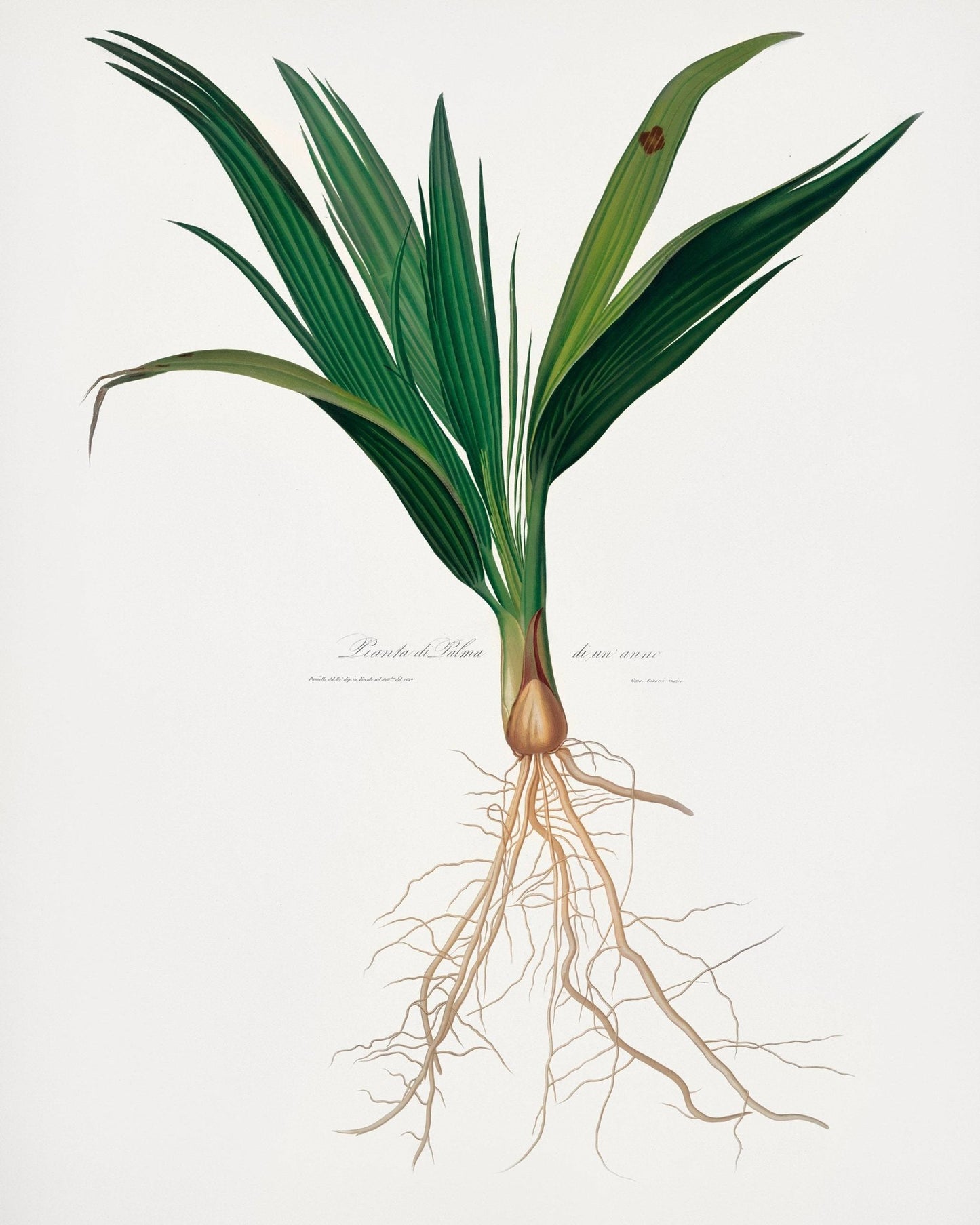 Date Palm Tree