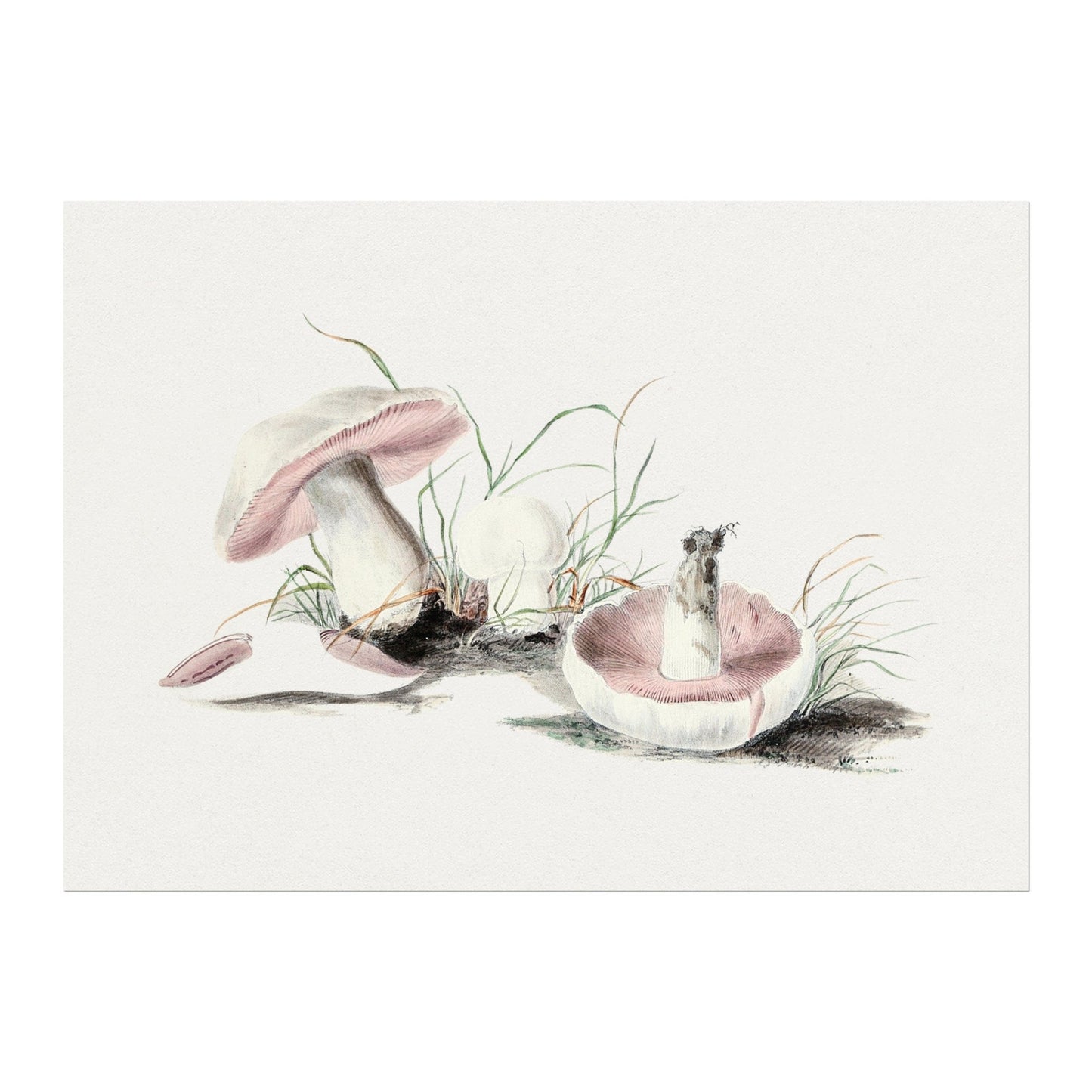 Field Mushroom (Vintage Illustration from 'Biodiversity Heritage Library')