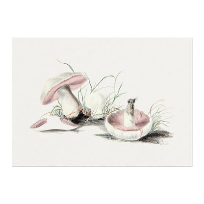 Field Mushroom (Vintage Illustration from 'Biodiversity Heritage Library')