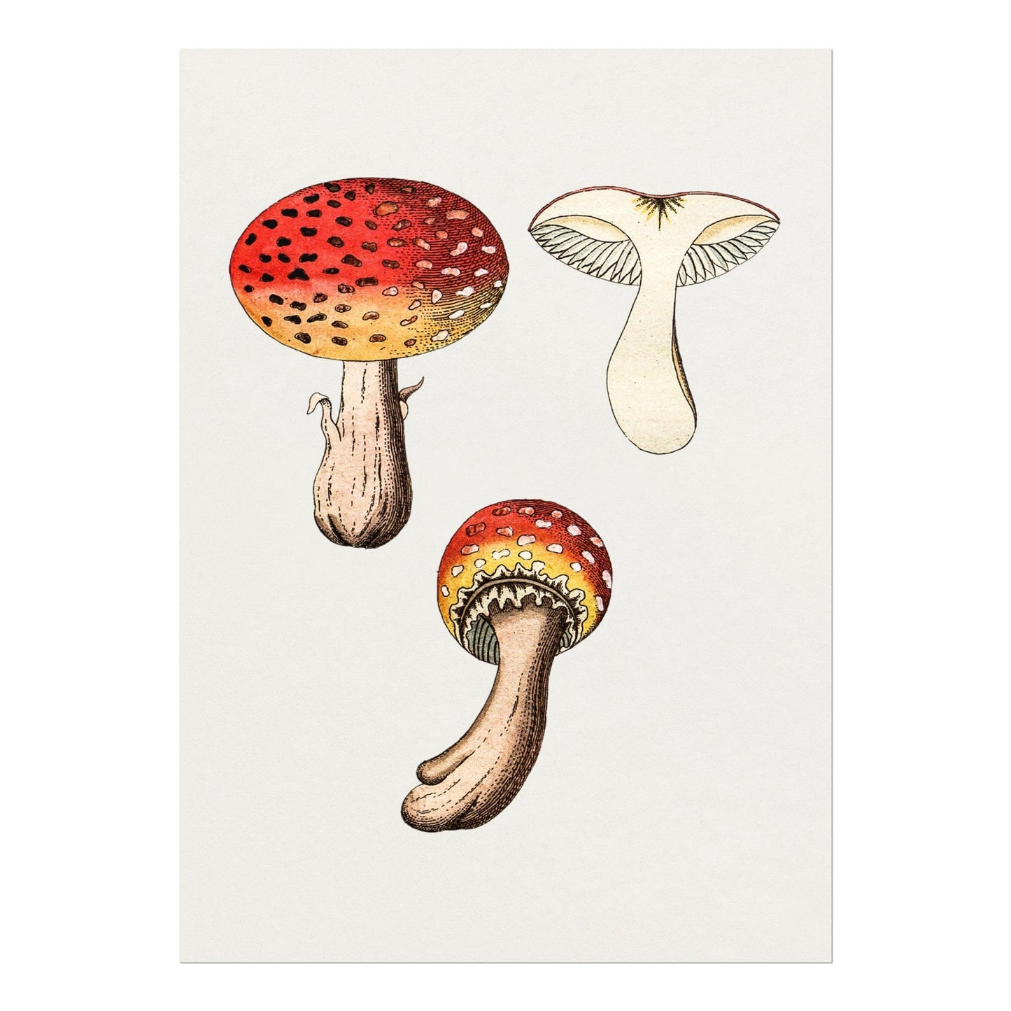 Fly Agaric Mushroom (Vintage Illustration from 'Medical Botany')