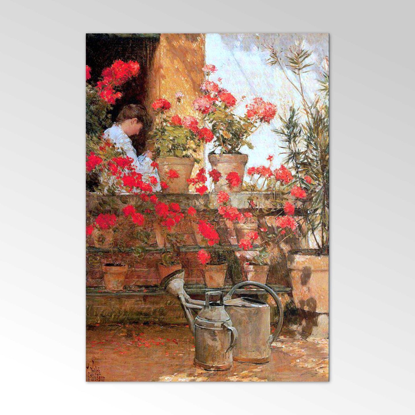 Geraniums