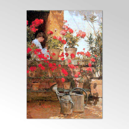 Geraniums