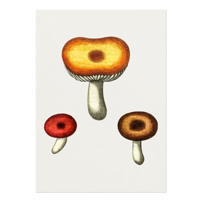 Galerina-Pilz (Vintage-Illustration aus „Medical Botany“)