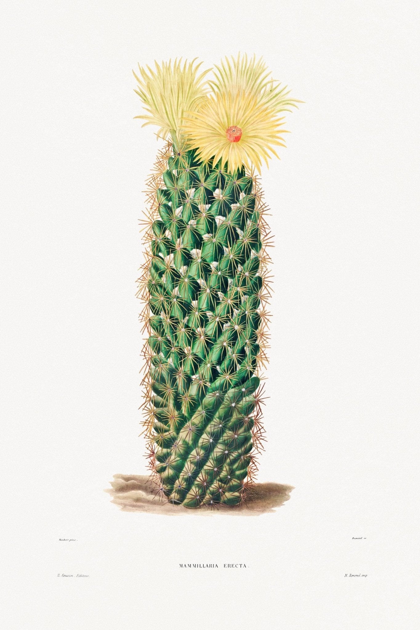 Igelkaktus