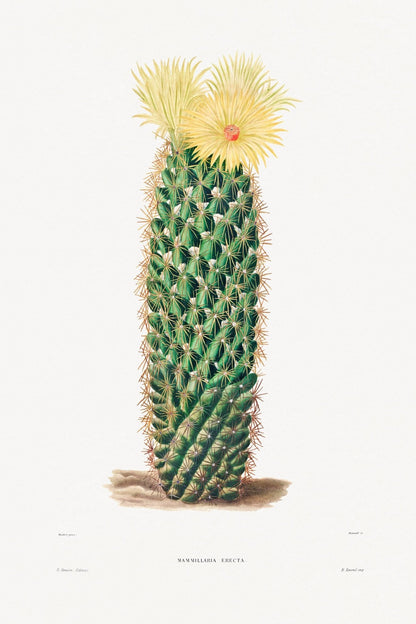Igelkaktus