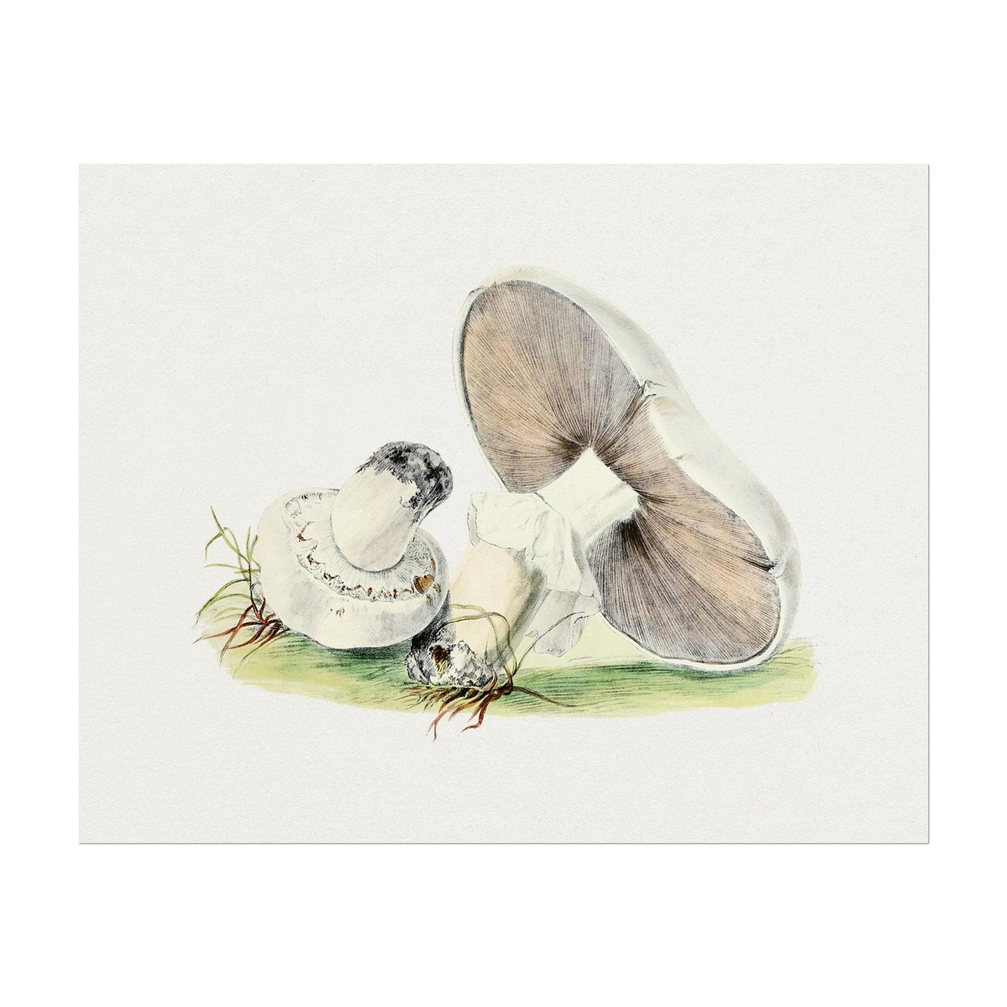 Horse Mushroom (Vintage llustration from 'Biodiversity Heritage Library')