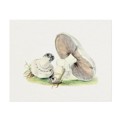 Horse Mushroom (Vintage llustration from 'Biodiversity Heritage Library')