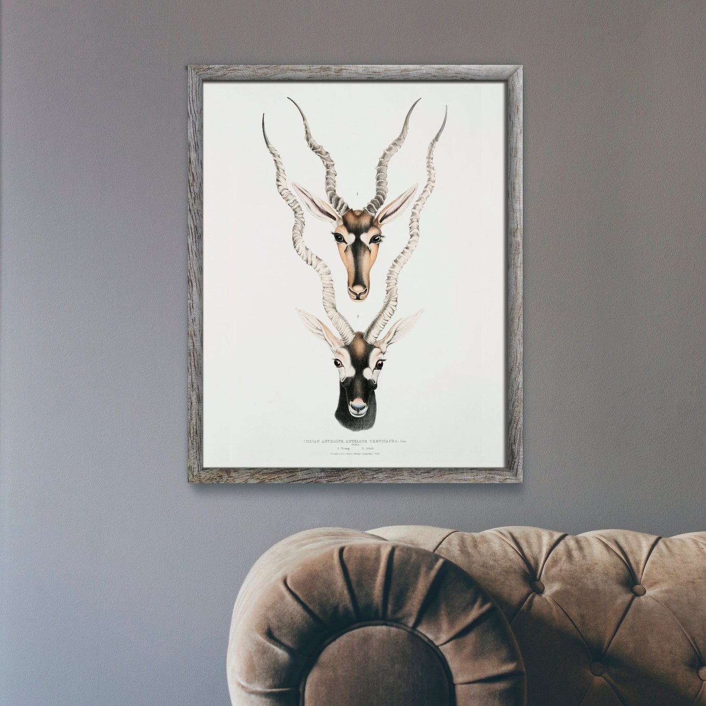 Indische Antilope aus „Illustrationen der indischen Zoologie“
