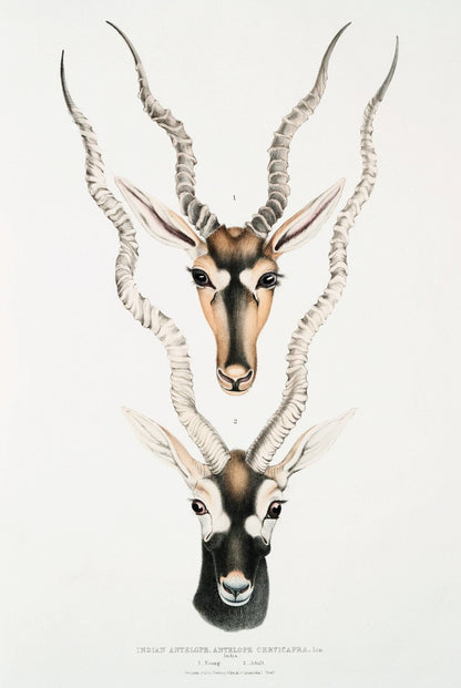 Indische Antilope aus „Illustrationen der indischen Zoologie“