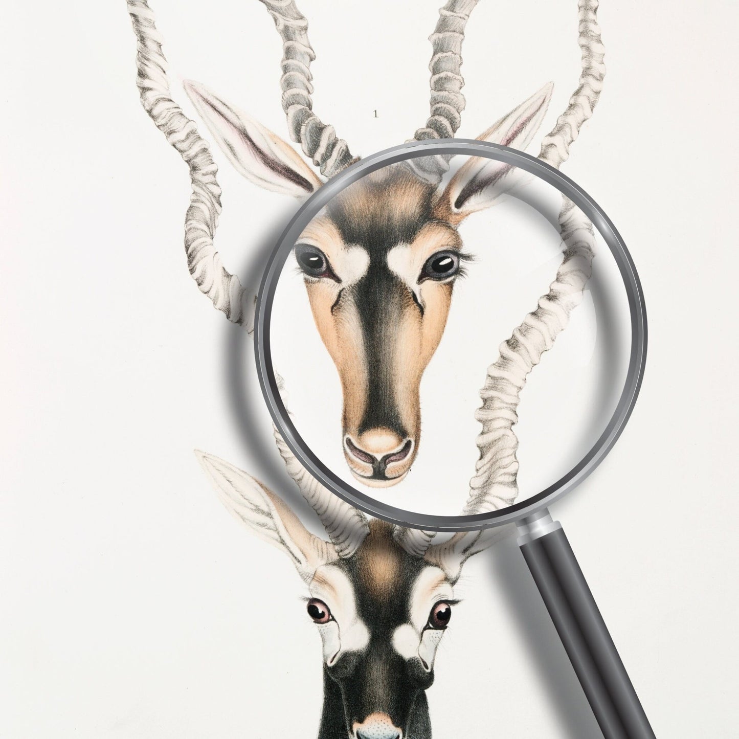 Indische Antilope aus „Illustrationen der indischen Zoologie“